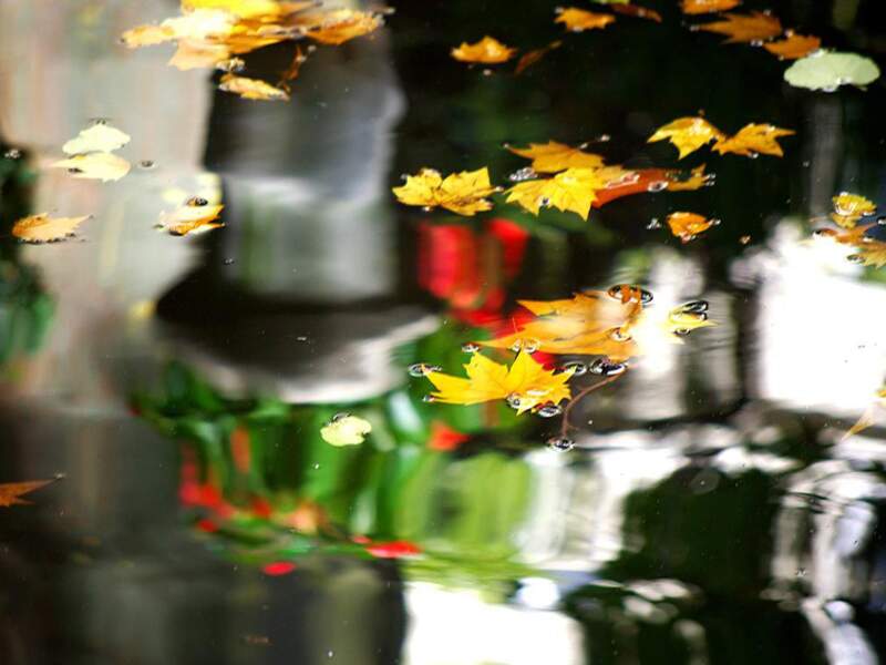Feuilles d’automne dans la fontaine Médicis, au Jardin du Luxembourg, à Paris