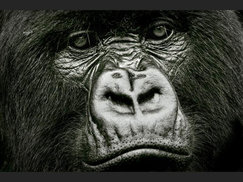 Portrait d’un gorille dans le Parc National des Volcans, au Rwanda