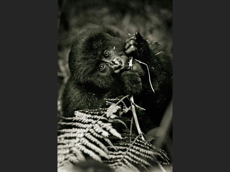 Un jeune gorille du groupe Hirwa, dans le Parc National des Volcans, au Rwanda