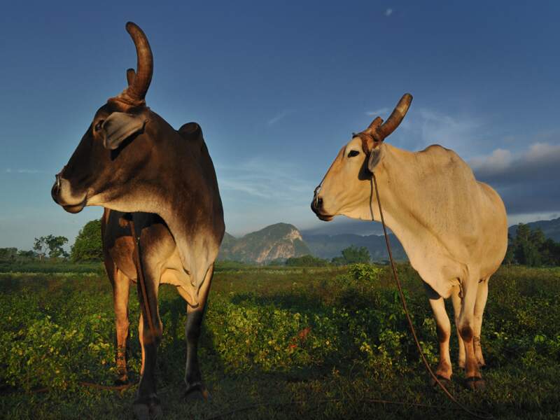 Duo de vaches à Vinales, à Cuba
