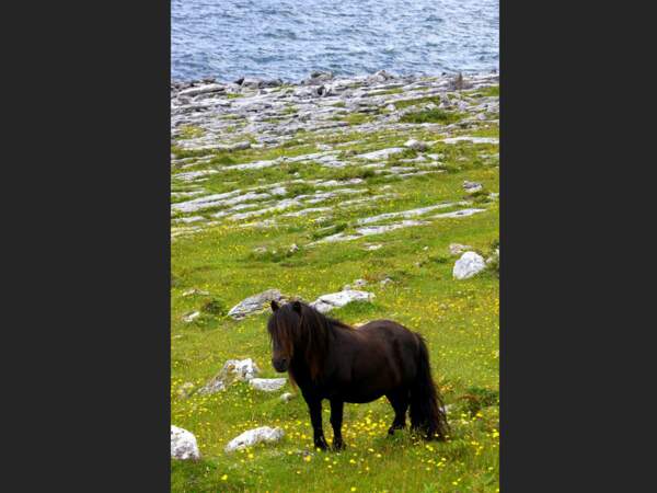 Cheval dans la région du Burren, en Irlande