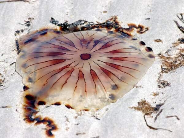 Une méduse sur une plage du Connemara, en Irlande