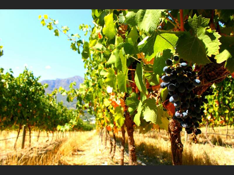 En Afrique du Sud, dans les vignobles de Franschhoek (« village français », en hollandais).