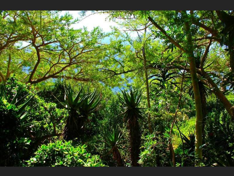Le jardin botanique national de Kirstenbosch et sa végétation luxuriante (Afrique du Sud).