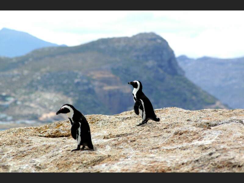 La petite ville victorienne de Simon's Town, en Afrique du Sud, accueille des colonies de pingouins sur ses berges.