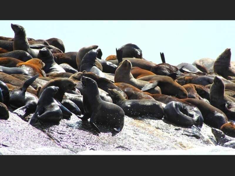 Sur les îles Seal (île aux otaries), en Afrique du Sud, il faut se battre pour se faire une place.