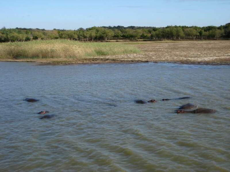 Groupe d’hippopotames dans le lac de Sainte-Lucie, au cœur du parc d’iSimangaliso (Afrique du Sud).
