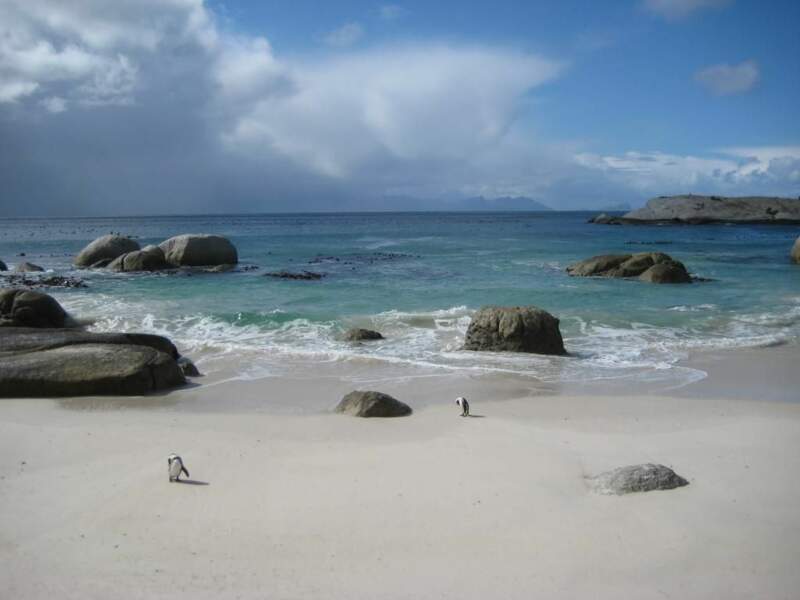 Les pingouins de la plage de Boulders, au sud du Cap, en Afrique du Sud.