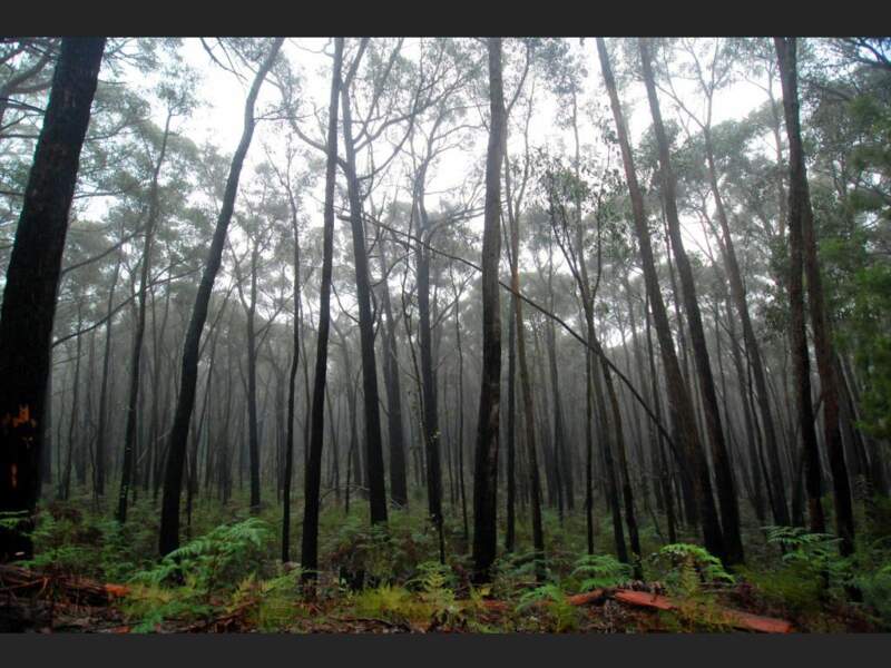 La forêt humide à la sortie du Parc national des Grampians, près de Halls Gap, Victoria, Australie