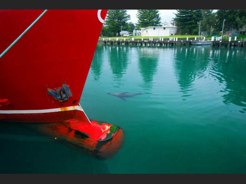 Un phoque dans les eaux de Port Fairy, Victoria, Australie