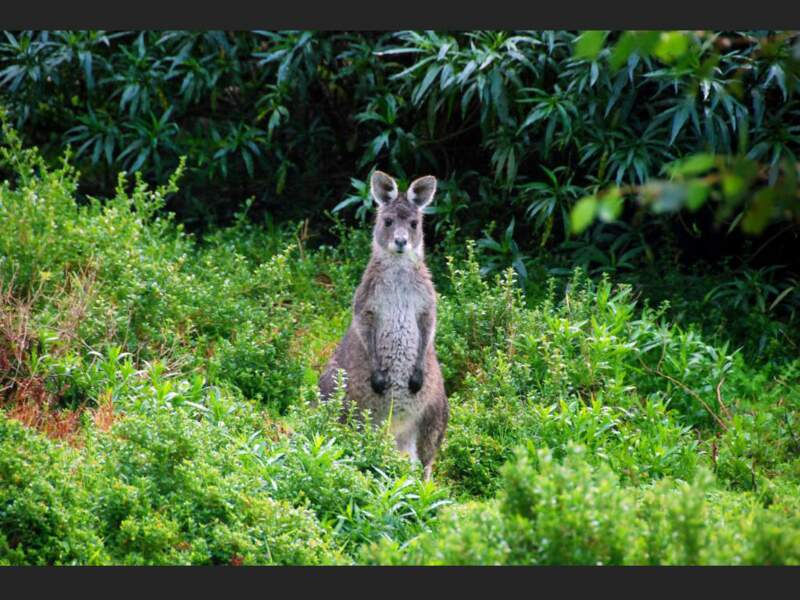 Un kangourou dans la réserve de Tower Hill, Victoria, Australie