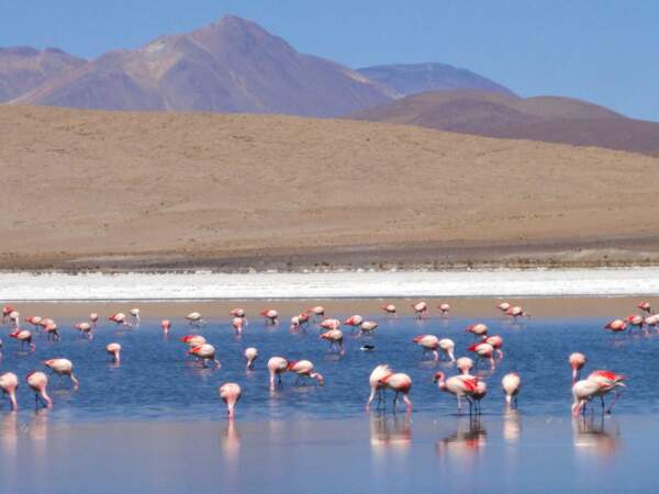 Une colonie de flamants dans les lagunes altiplaniques, dans le département de Potosi, en Bolivie