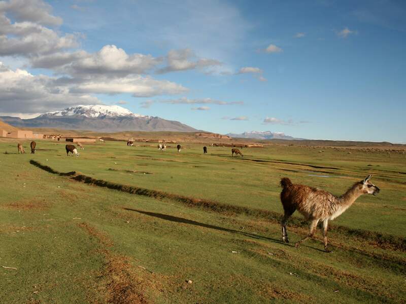 Des lamas paissent paisiblement dans un champ de l’altiplano, en Bolivie. 