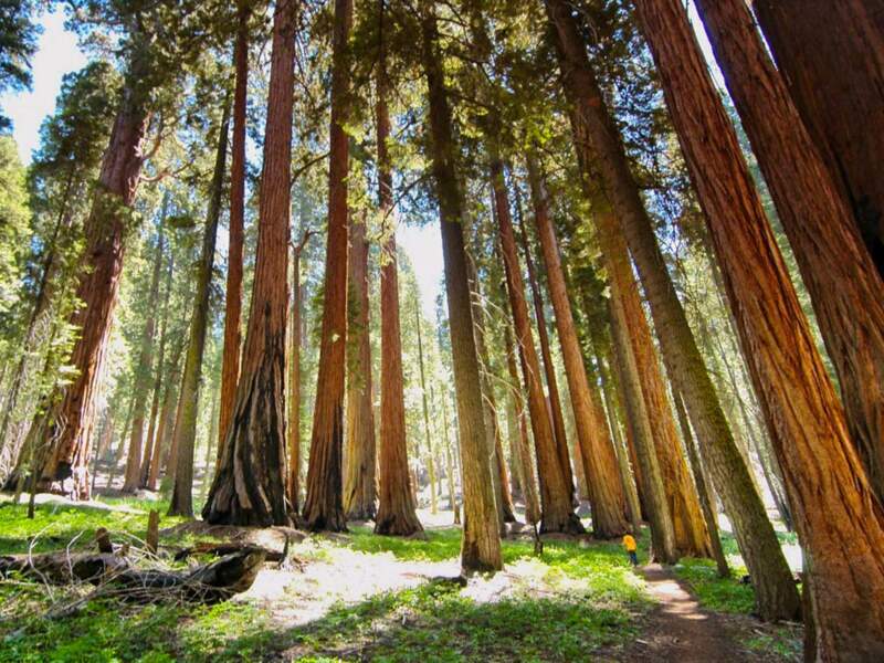 Séquoias, Californie, Etats-Unis