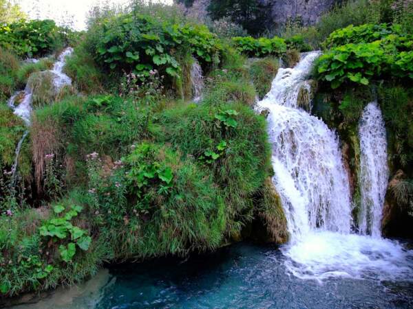 La flore est elle aussi abondante et variée, dans le parc national Plitvice, dans les comitats Lika-Senj et Karlovac, en Croatie
