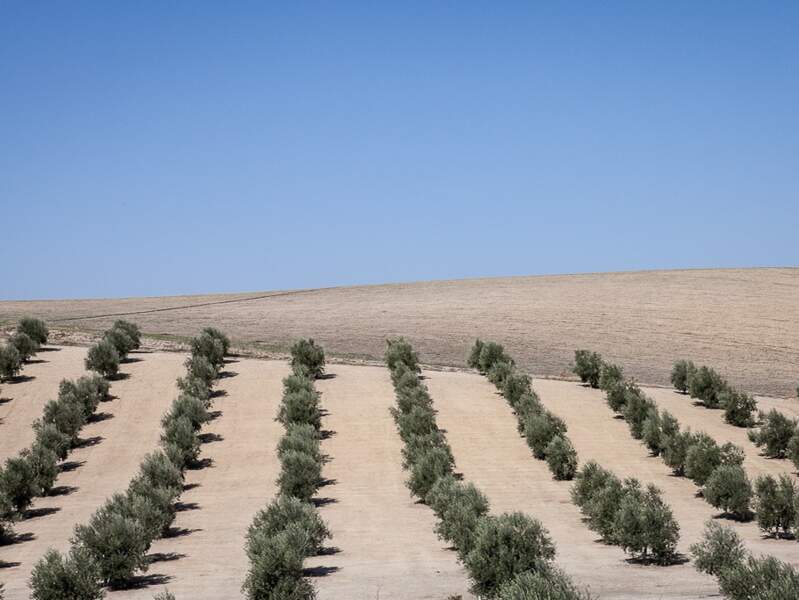 Champ d’oliviers en Andalousie, en Espagne