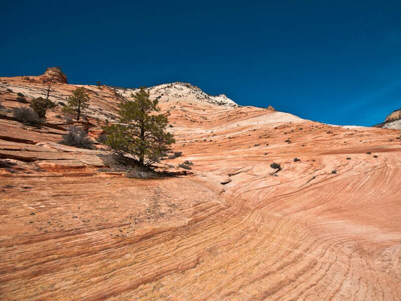 Les « vagues de pierre » du Zion National Park, Utah, Etats-Unis