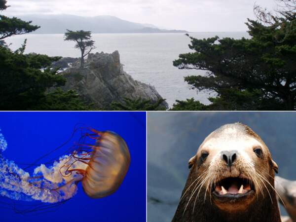 La ville de Monterey possède le plus grand aquarium des Etats-Unis. 
