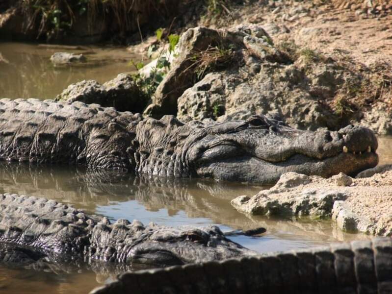 Alligators dans les Everglades, en Floride, Etats-Unis.