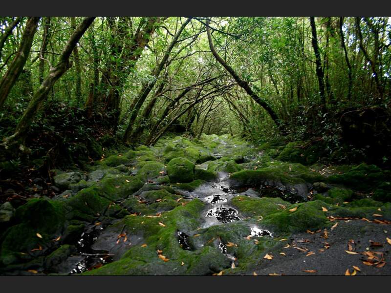 Une forêt primaire dans le sud de l’île de La Réunion.