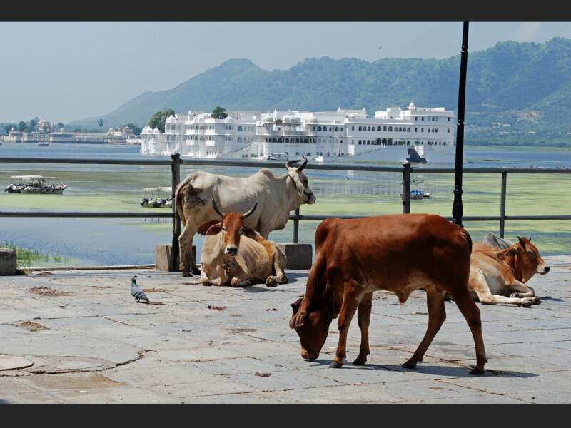 Ces vaches profitent du soleil devant le Taj Lake Palace à Udaipur, au Rajasthan (Inde).
