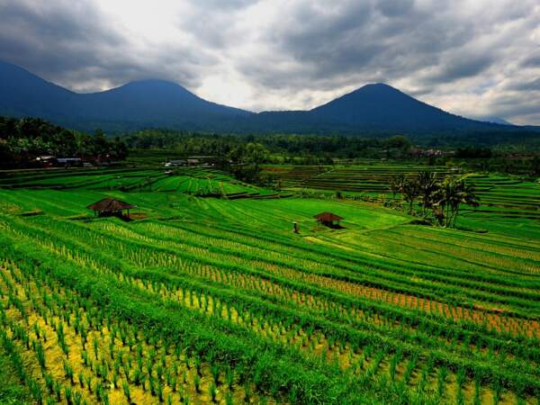Les célèbres rizières de Jalituwih, réputées pour leur beauté (Bali, Indonésie). 
