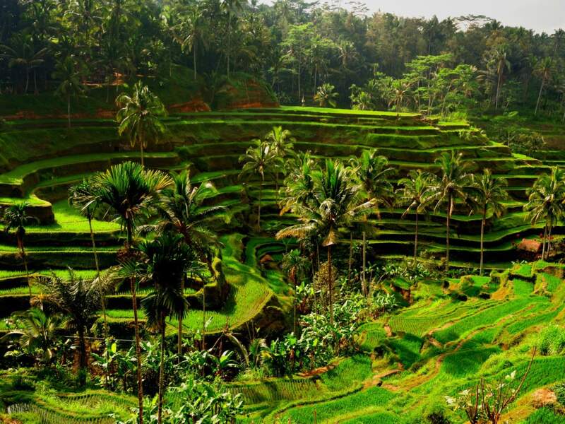 Les rizières en terrasses de Tirtagangga, à Bali, en Indonésie.