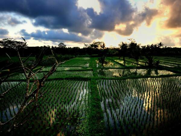 Paysage de rizières aux alentours de l'hôtel Ananda Cottage, à Ubud, à Bali, en Indonésie. 