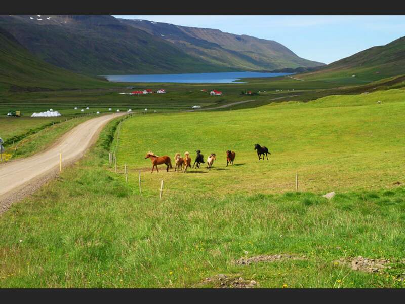 Des chevaux au galop près de la route des fjords du Nord, en Islande.