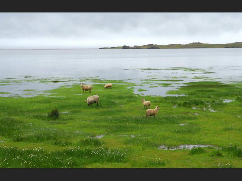 Entre Jökulsárlón et Egilsstaðir, en Islande, ces moutons semblent marcher sur l'eau.