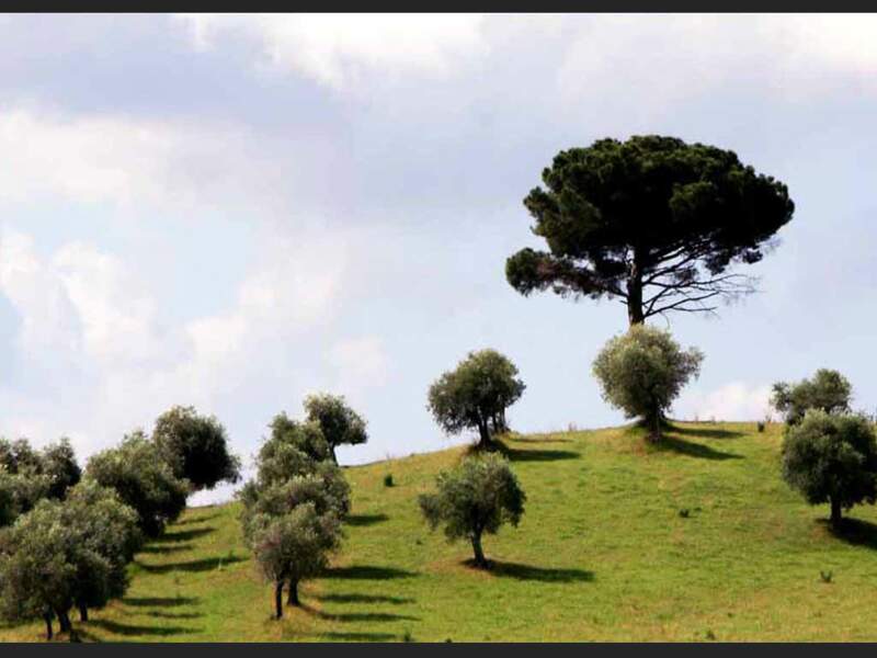 Le Valdichiana et ses paysages moutonneux (Toscane, Italie).