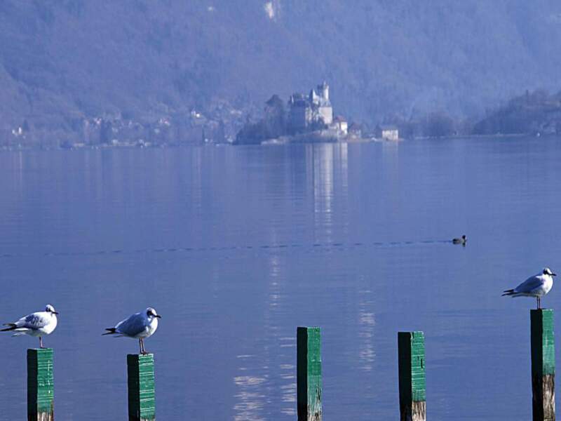 Oiseaux sur le lac d’Annecy, en Rhône-Alpes