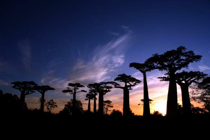 La majestueuse allée des baobabs, près de Morondova. Les branches de ces arbres géants semblent liées au ciel par un fil invisible. 