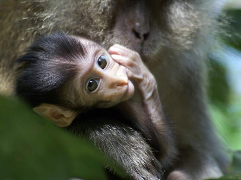 Une femelle macaque, son petit dans les bras, dans la forêt de Kinabatangan  à Bornéo, en Malaisie
