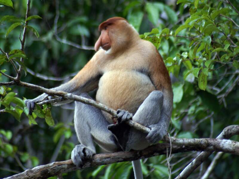 Nasique dans le Labuk Bay Proboscis Monkey Sanctuary à Bornéo, en Malaisie