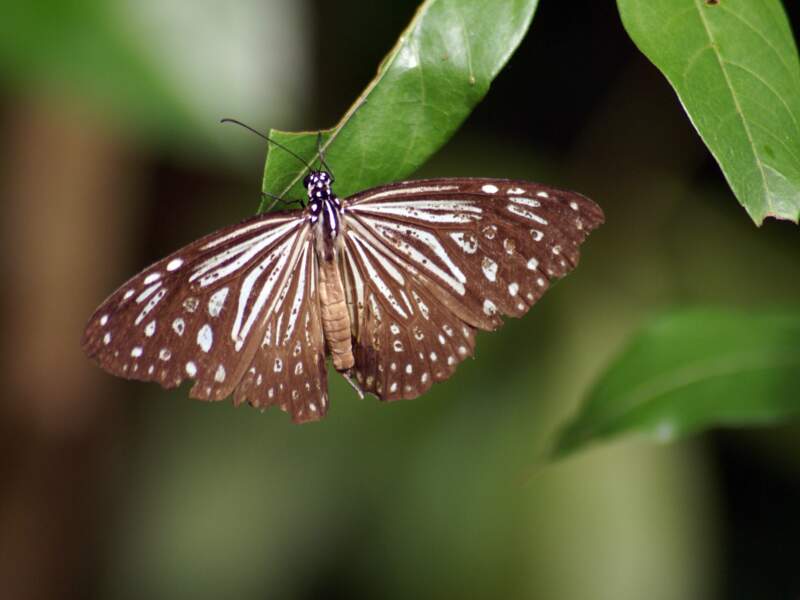 Un papillon dans la forêt de Kinabatangan à Bornéo, en Malaisie