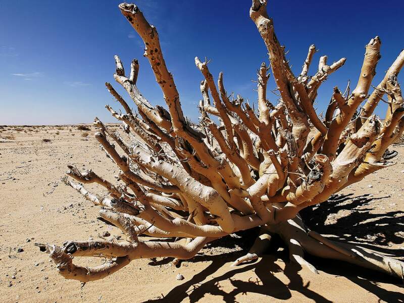 Un arbuste étrange aux alentours d’Arkeiss, en Mauritanie