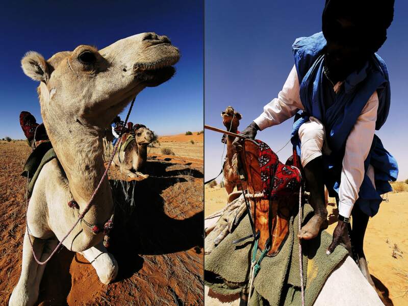Dromadaire dans le désert mauritanien