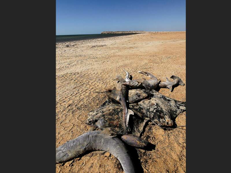 Amas de poissons morts sur la plage d’Arkeiss, en Mauritanie