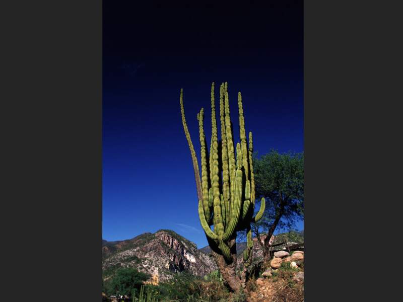 Un cactus-cierge dans la région de Batopilas, Sierra Tarahumara, Mexique