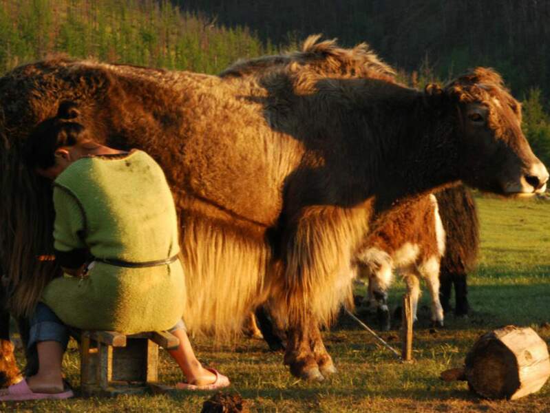 Traite des yaks dans le centre de la Mongolie