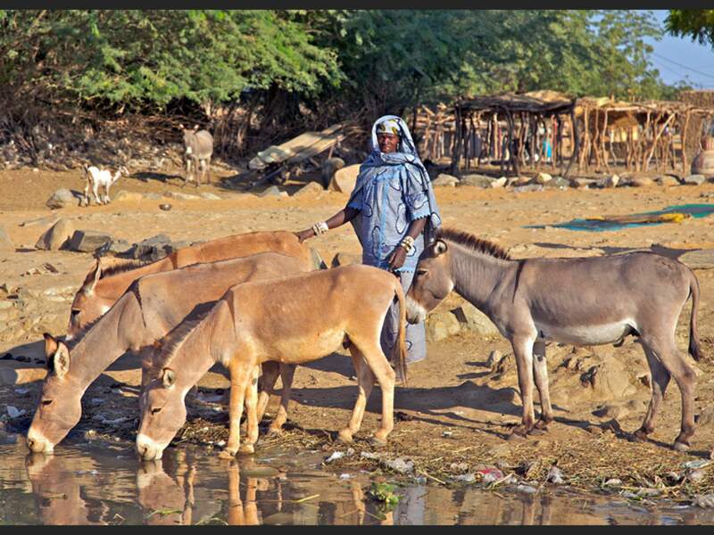 Une femme du peuple bella garde ses ânes, à Tillabéry (Niger)