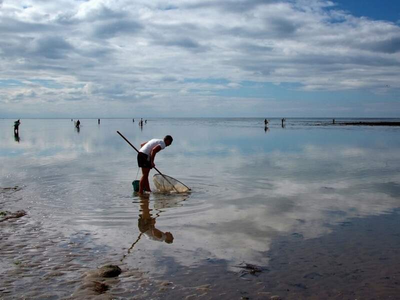 Personnes pratiquant la pêche à l’épuisette par marée basse, à Courseulles-sur-Mer (Calvados, Normandie).