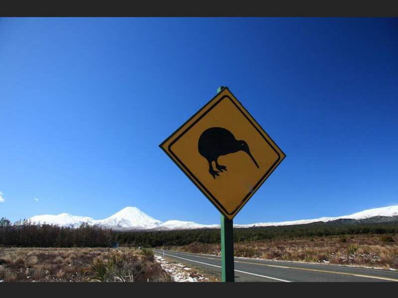 Le kiwi, oiseau-symbole de la Nouvelle-Zélande, est menacé d'extinction.