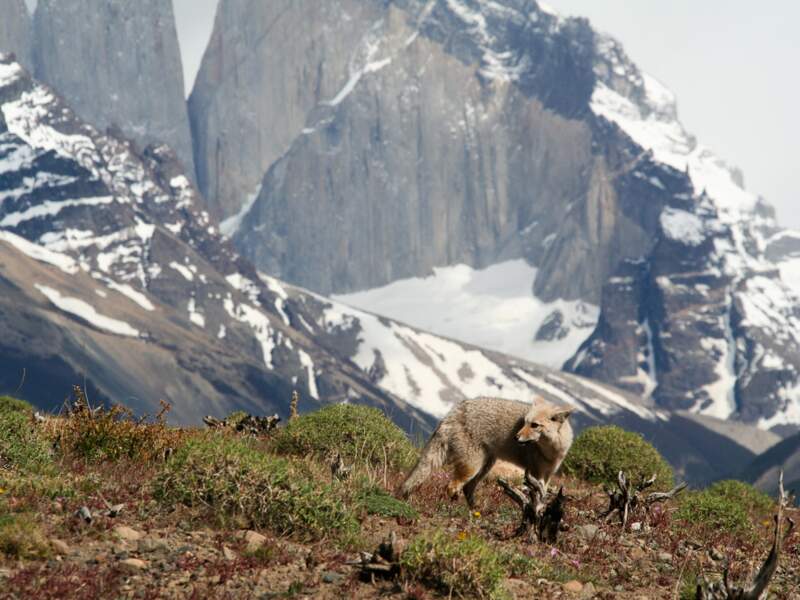 Renard gris dans le parc national Torres del Paine, au Chili