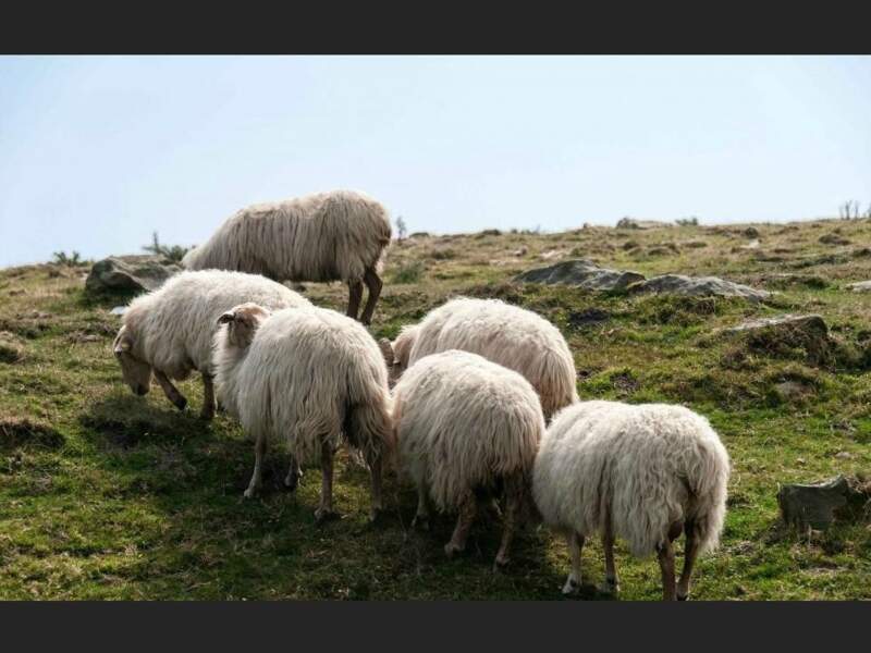 Le pastoralisme, tradition du Pays basque, est une pratique aujourd'hui menacée de disparition (Pyrénées-Atlantiques, Aquitaine).