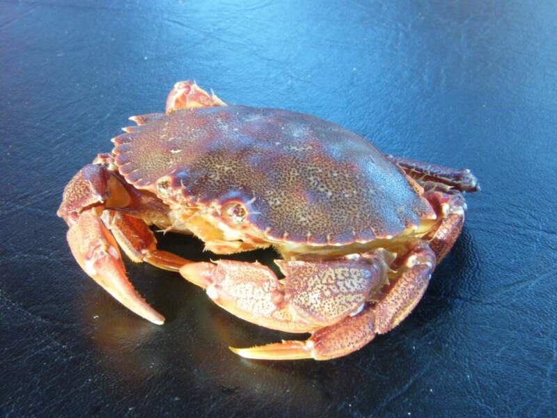 Crabe, Gaspésie, Québec, Canada
