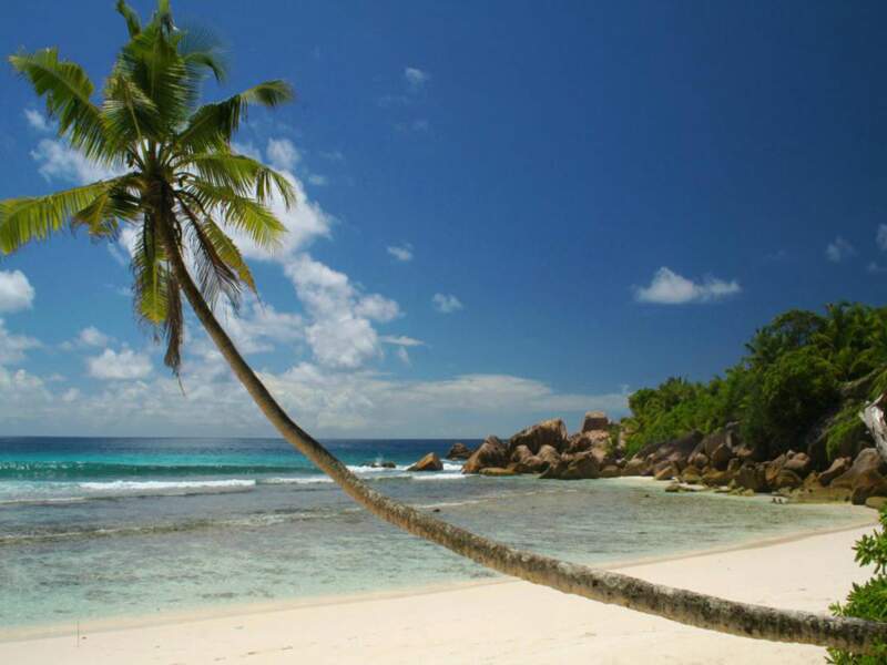 Palmier défiant la pesanteur aux Seychelles