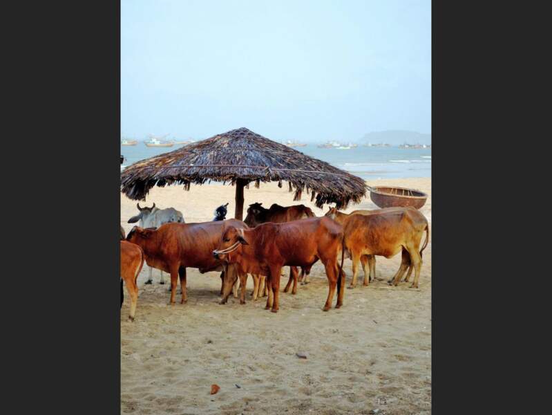 Vaches sur la plage de Phan Thiet, au Vietnam