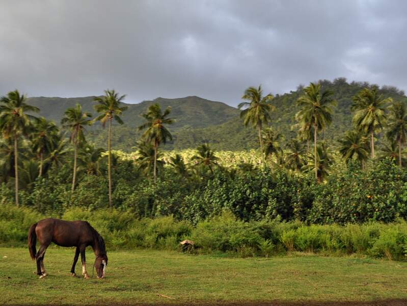 Cheval marquisien sur l’île de Nuku Hiva, dans l’archipel des Marquises, en Polynésie française. 